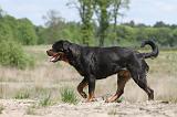 ROTTWEILER 274